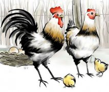 属鸡的人终身运程_生肖鸡的命运如何?