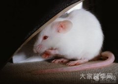 <b>三月出生的属鼠人命运好吗?</b>