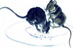 <b>初二日生属鼠人命运好吗?</b>