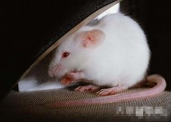 <b>初三日生属鼠人命运好吗?</b>