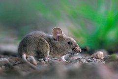 初十日生属鼠人命运好吗?