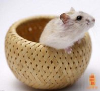 二十八日生属鼠人命运好吗?