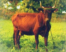 五月出生的属牛人命运好吗?