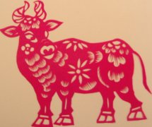 十八日生属牛人命运好吗?