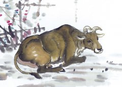 二十日生属牛人命运好吗?