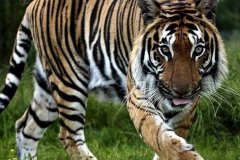 十月出生的属虎人命运好吗?