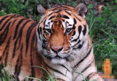 二十六日生属虎人命运好吗?