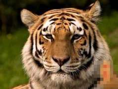 三十日生属虎人命运好吗?