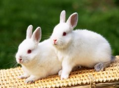 十二月出生的属兔人命运好吗?