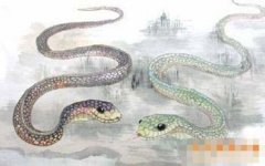 十一日生属蛇人命运好吗?