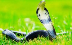 二十六日生属蛇人命运好吗?