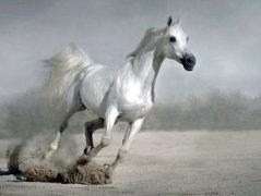 初七日生属马人命运好吗?