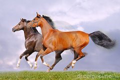 二十四日生属马人命运好吗?