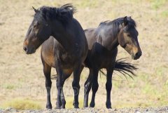 二十九日生属马人命运好吗?