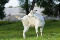 七月出生的属羊人命运好吗?