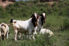 十一月出生的羊人命运好吗?