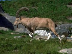 初五日生属羊人命运好吗?