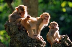 正月出生的属猴人命运好吗?