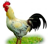 九月出生的属鸡人命运好吗?