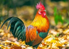 二十日生属鸡人命运好吗?