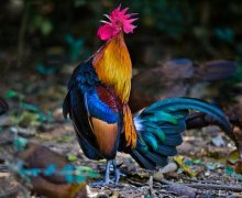 三十日生属鸡人命运好吗?