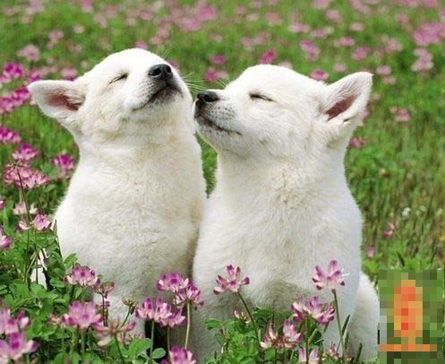 六月出生的属狗人命运好吗?