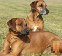 十二月出生的狗人命运好吗?