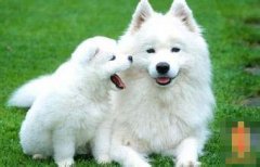 初二日生属狗人命运好吗?