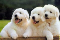 初四日生属狗人命运好吗?