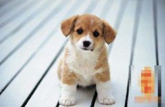 初八日生属狗人命运好吗?