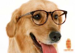 十六日生属狗人命运好吗?