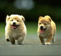 十七日生属狗人命运好吗?