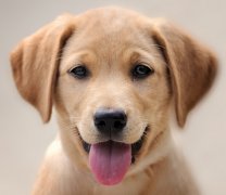 二十二日生属狗人命运好吗?