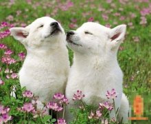 二十五日生属狗人命运好吗?