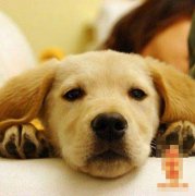 二十六日生属狗人命运好吗?