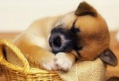 二十八日生属狗人命运好吗?