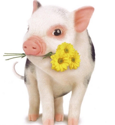 二月出生的属猪人命运好吗?