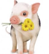 二十八日生属猪人命运好吗?