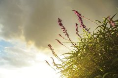 苏珊米勒2021年12月星座运程天蝎座