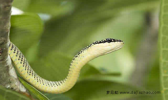 梦见蛇是什么预兆