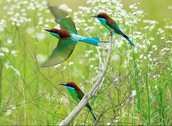 梦见鸟 梦见鸟叫 梦见鸟叫好不好