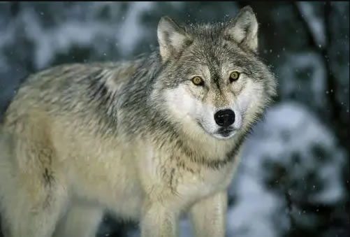 梦见狼 梦见狼好不好 梦见狼是什么预兆