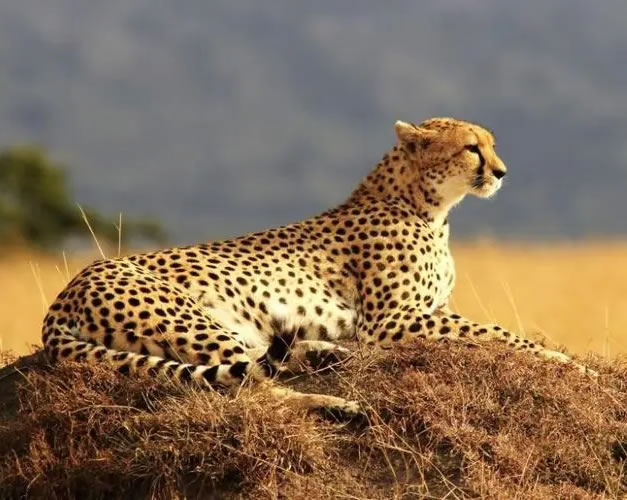 梦见金钱豹 梦见金钱豹有什么预示