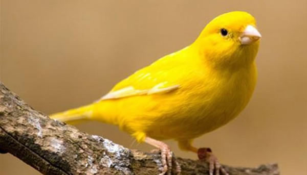 梦见金丝雀 梦见金丝鸟