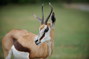 梦见羚羊 梦见羚羊有什么预兆 好不好