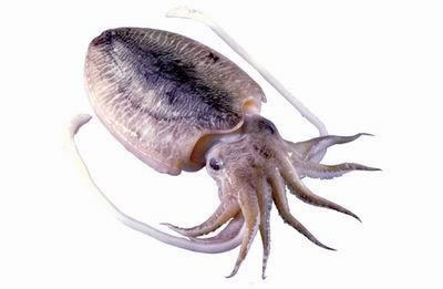 梦见墨鱼 周公解梦梦见墨鱼代表什么