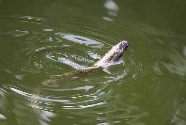 梦见泥鳅 梦见泥鳅好不好
