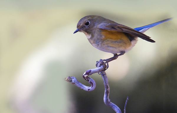 梦见鸟 梦见抓鸟好不好 梦见鸟有什么预兆