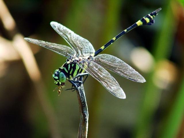 梦见蜻蜓 梦见蜻蜓有什么预兆