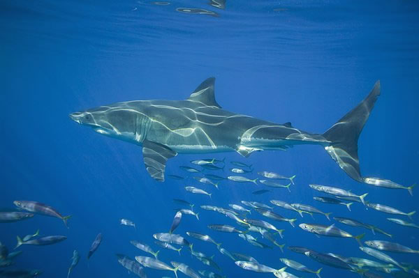 梦见鲨鱼 梦见鲨鱼好不好 有什么预示